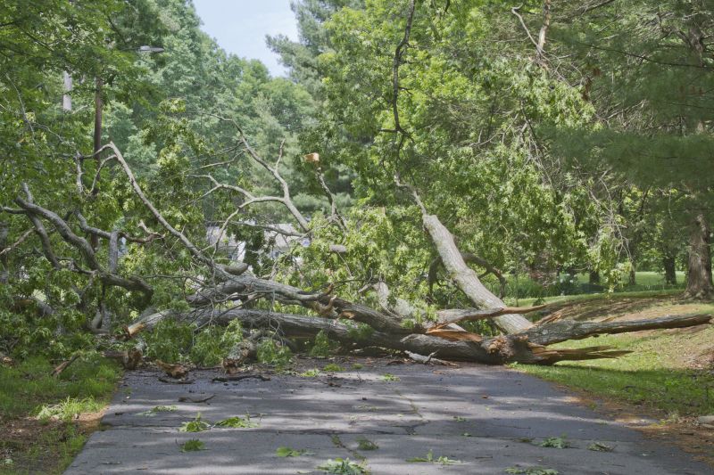 Fallen Tree on Residential Property