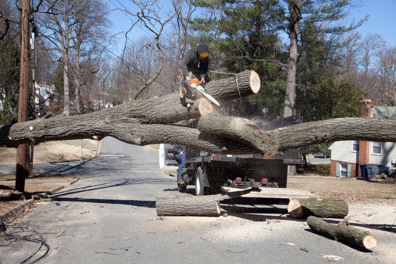 Storm Damage Tree Removal