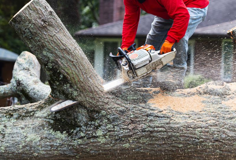 Tree Felling Process