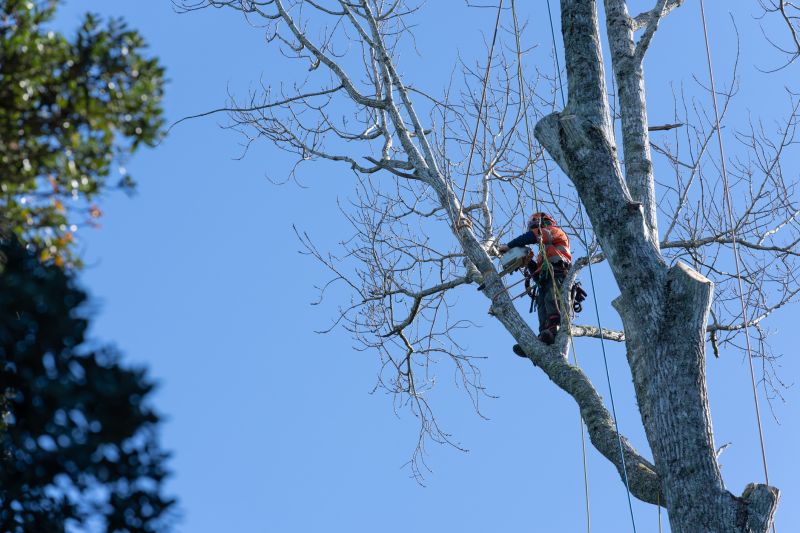 Tree Pruning and Care