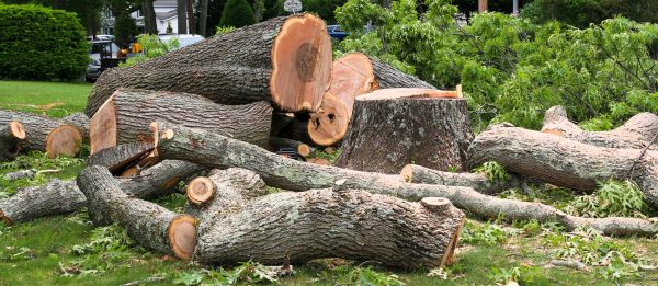 Large Tree Removal in Jackson