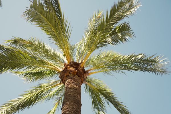 Palm Tree Removal in Jackson