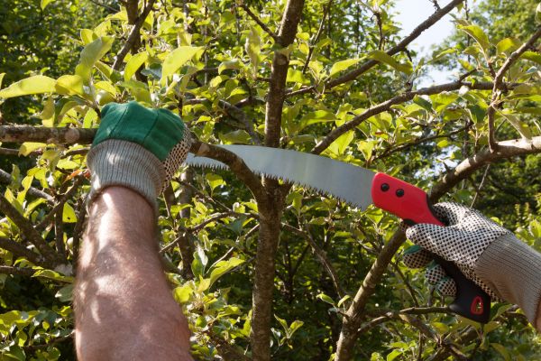 Small Tree Removal in Jackson