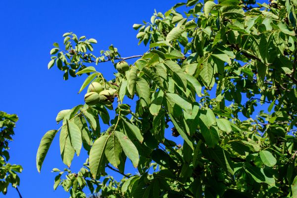 Walnut Tree Removal in Jackson