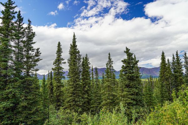 Spruce Tree Removal in Jackson
