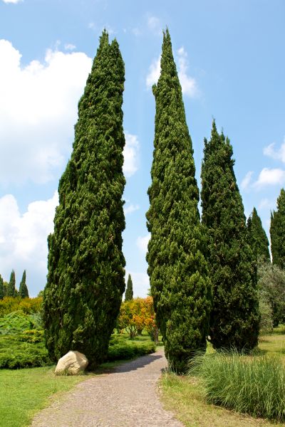 Cypress Tree Removal in Jackson