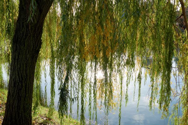 Willow Tree Removal in Jackson