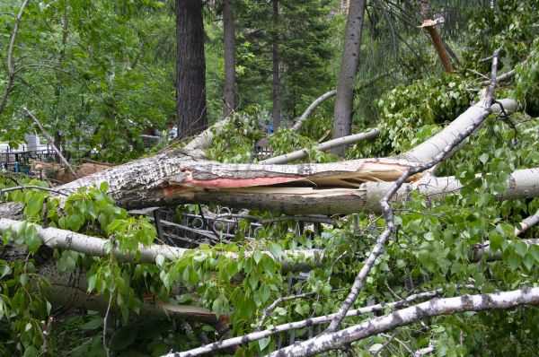 Birch Tree Removal in Jackson