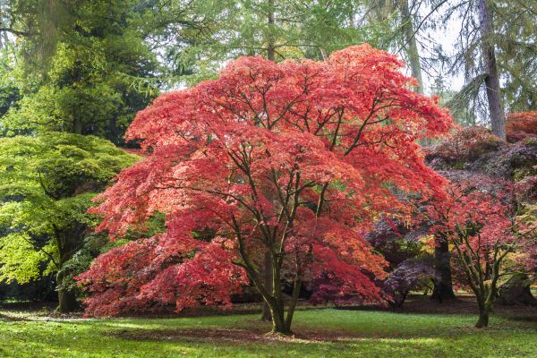 Maple Tree Removal in Jackson
