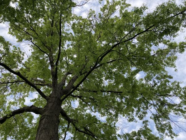 Oak Tree Removal in Jackson