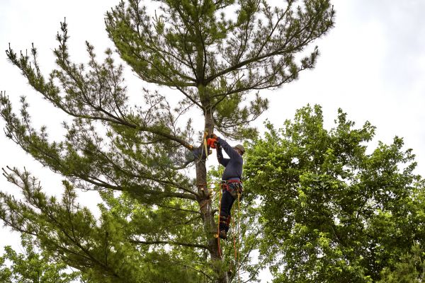Pine Tree Removal in Jackson