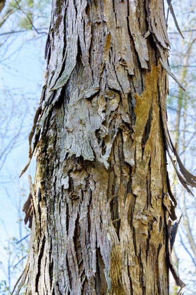 Hickory Tree Removal in Jackson