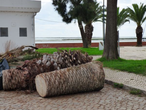 Palm Trees Removal in Jackson