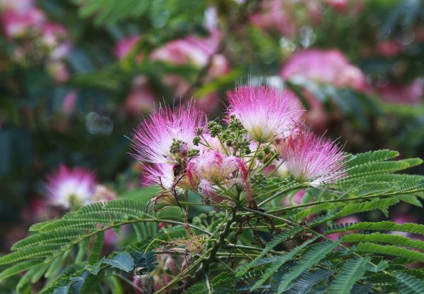 Mimosa Tree Removal in Jackson