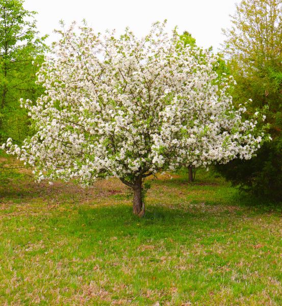 Dogwood Tree Removal in Jackson