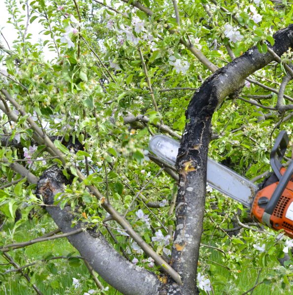 Apple Tree Removal in Jackson