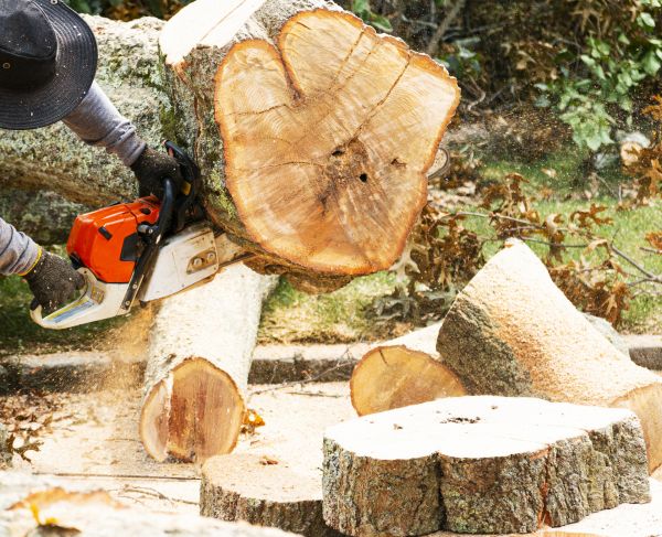 Tree Removal Service in Jackson