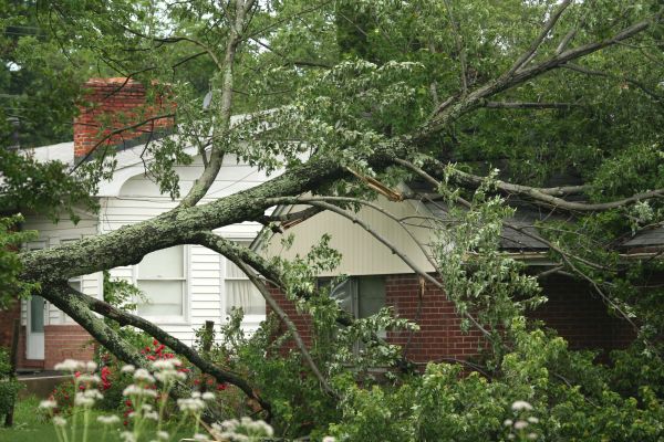 Emergency Tree Removal in Jackson
