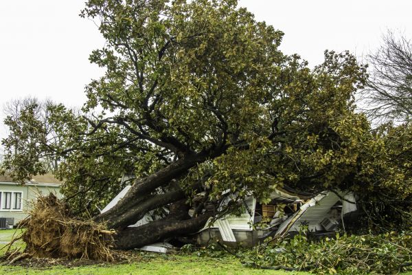 Fallen Tree Removal in Jackson