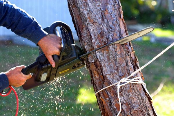 Dead Tree Removal in Jackson